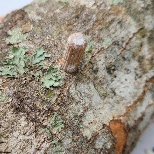 Organic Shiitake Mushroom Outdoor Log Kit